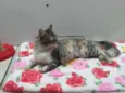 Mel
