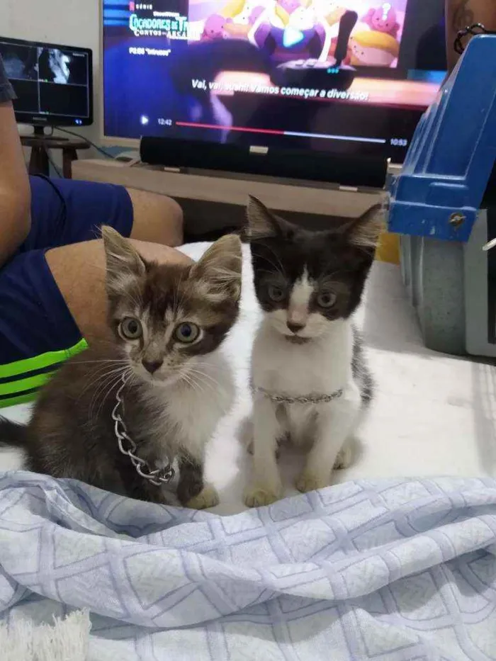 Gato ra a SRD idade 2 a 6 meses nome Billy e Jack