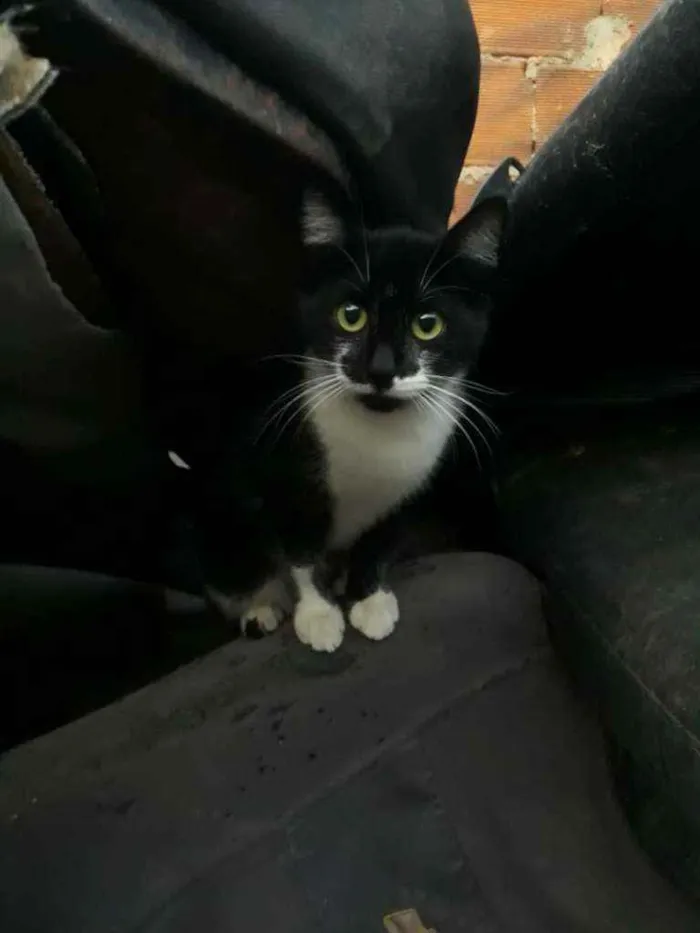 Gato ra a SRD idade 2 a 6 meses nome Pâmela 