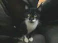 Pâmela 