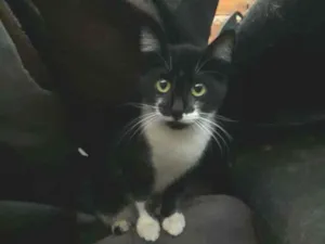 Gato raça SRD idade 2 a 6 meses nome Pâmela 