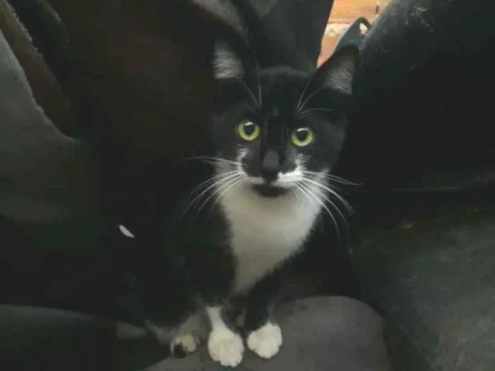 Gato ra a SRD idade 2 a 6 meses nome Pâmela 
