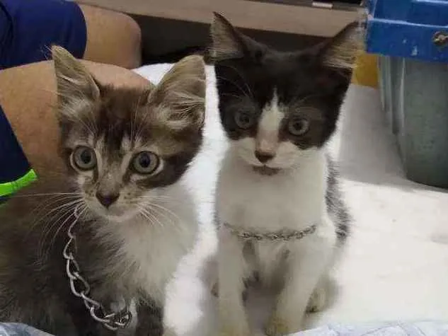 Gato ra a SRD idade 2 a 6 meses nome Billy e Jack