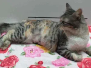 Gato raça Std idade 1 ano nome Mel