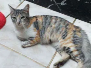 Gato raça Srd idade 1 ano nome Mel