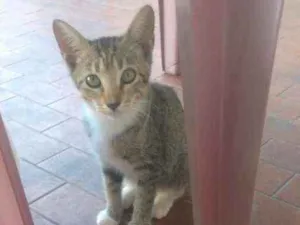 Gato raça  idade 2 a 6 meses nome Mari