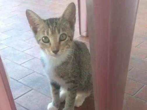 Gato ra a  idade 2 a 6 meses nome Mari