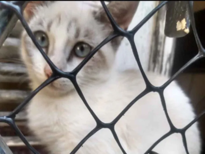 Gato ra a  idade 2 a 6 meses nome Júnior