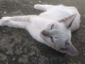 Gato raça Não sei idade 2 a 6 meses nome Alice