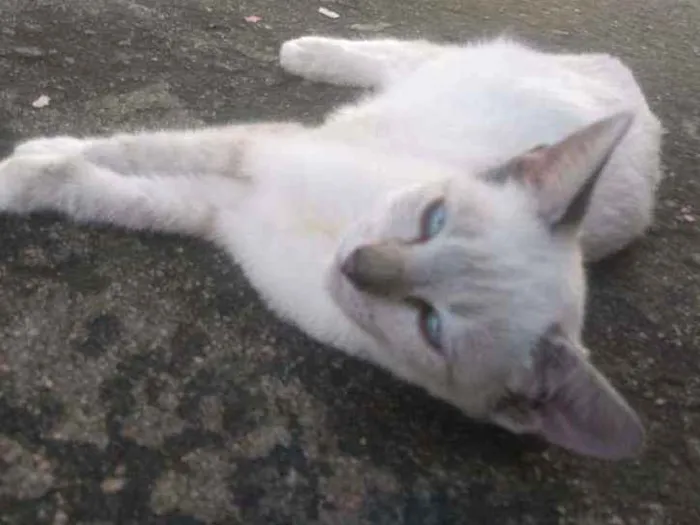 Gato ra a Não sei idade 2 a 6 meses nome Alice