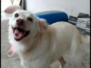 Cachorro raça Viralata idade 7 a 11 meses nome Sophia