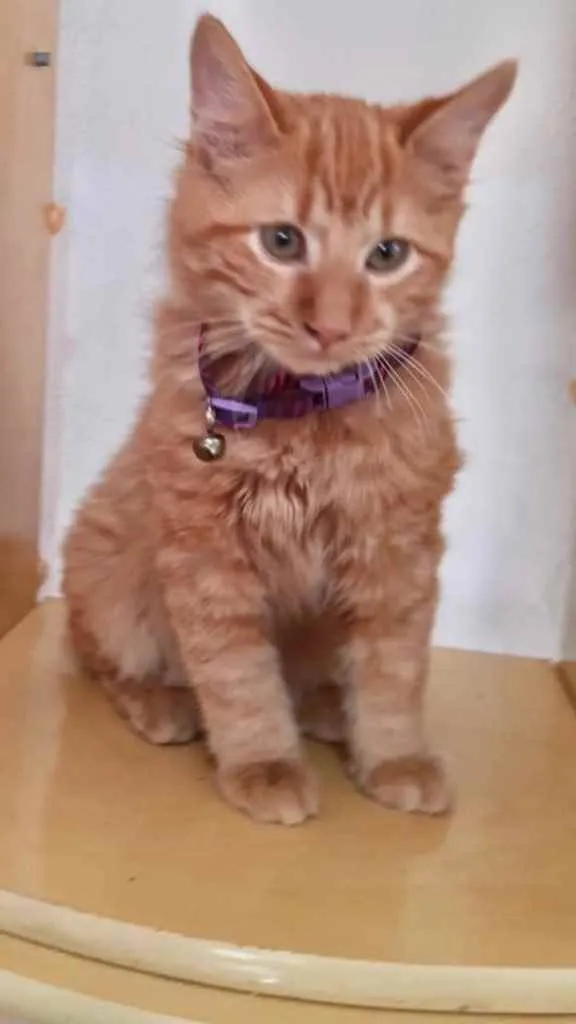 Gato ra a Srd idade 2 a 6 meses nome Bolt e Barto