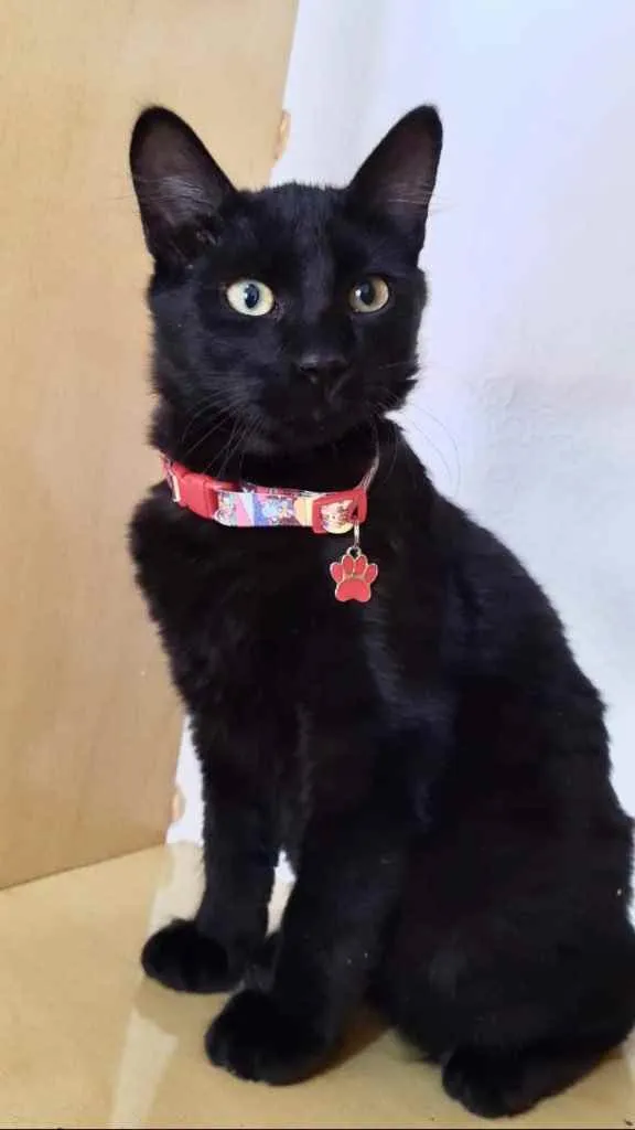 Gato ra a Srd idade 2 a 6 meses nome Bolt e Barto