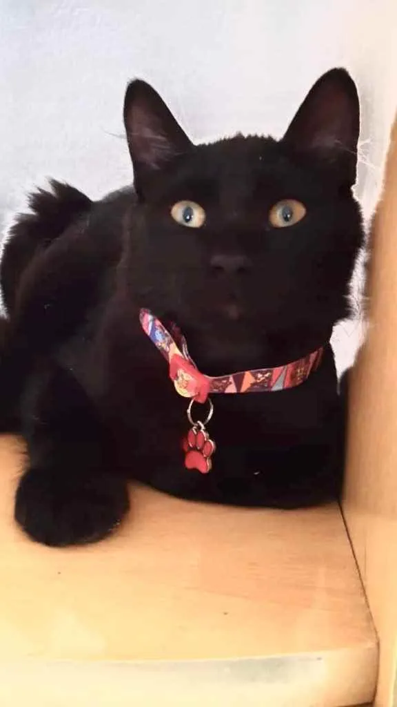 Gato ra a Srd idade 2 a 6 meses nome Bolt e Barto