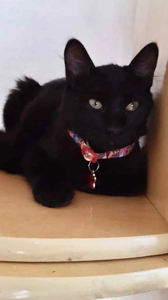 Gato ra a Srd idade 2 a 6 meses nome Bolt e Barto