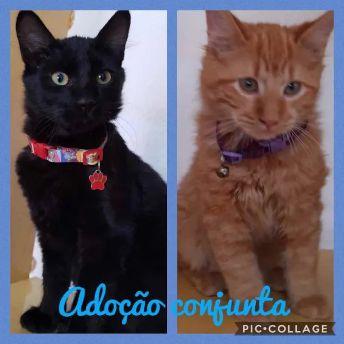Gato ra a Srd idade 2 a 6 meses nome Bolt e Barto