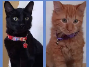 Gato raça Srd idade 2 a 6 meses nome Bolt e Barto