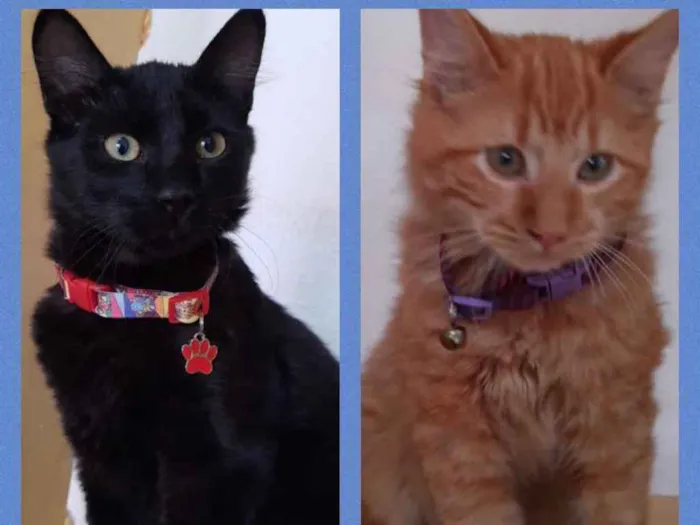 Gato ra a Srd idade 2 a 6 meses nome Bolt e Barto