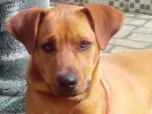 Cachorro raça BOX / RAÇA INDEFINIDA idade 2 a 6 meses nome ARIEL