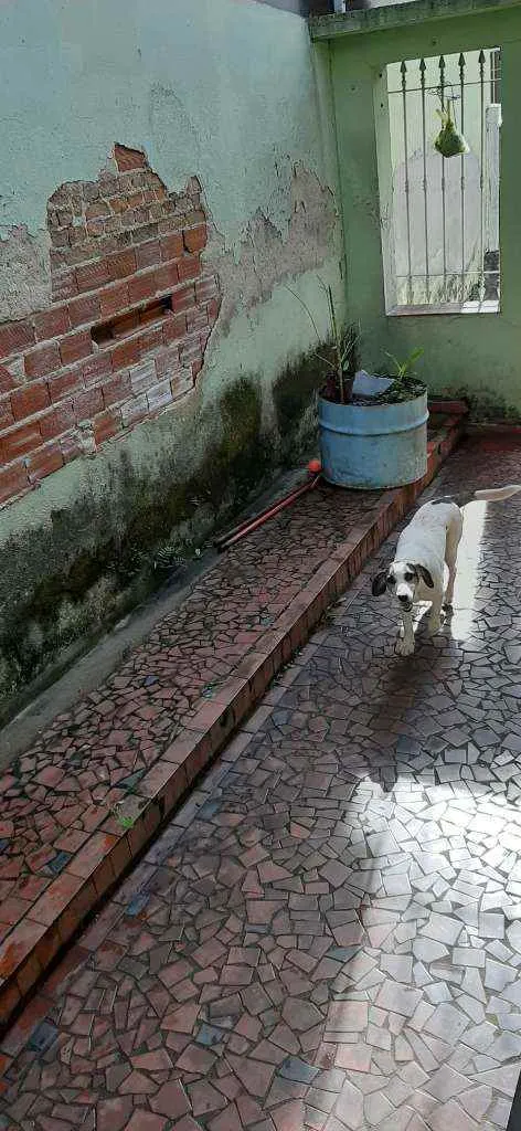 Cachorro ra a SRD idade 7 a 11 meses nome Flip