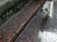 Flip