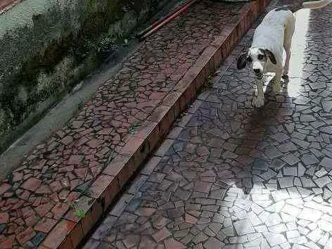 Cachorro ra a SRD idade 7 a 11 meses nome Flip