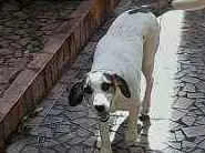 Cachorro raça SRD idade 7 a 11 meses nome Flip