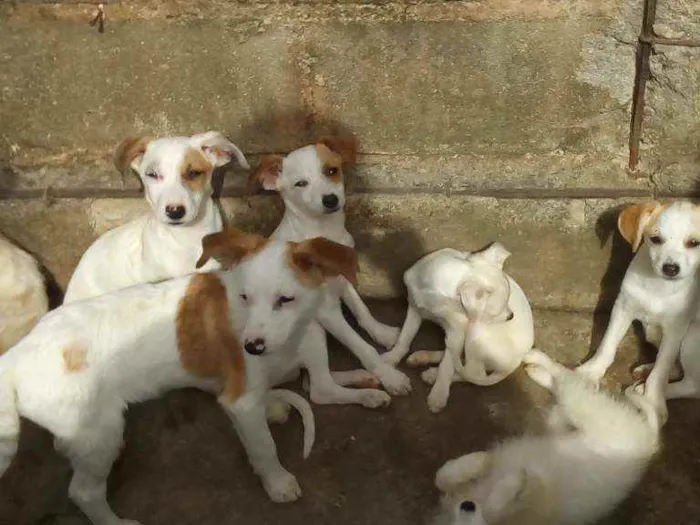 Cachorro ra a SRD idade 2 a 6 meses nome Não tem