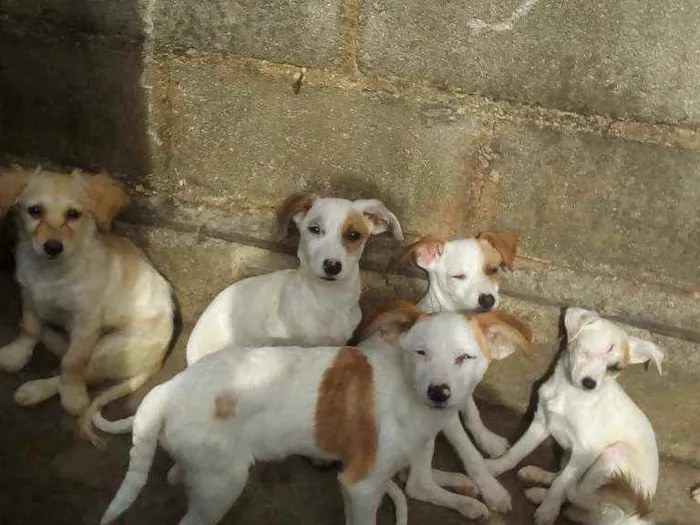 Cachorro ra a SRD idade 2 a 6 meses nome Não tem