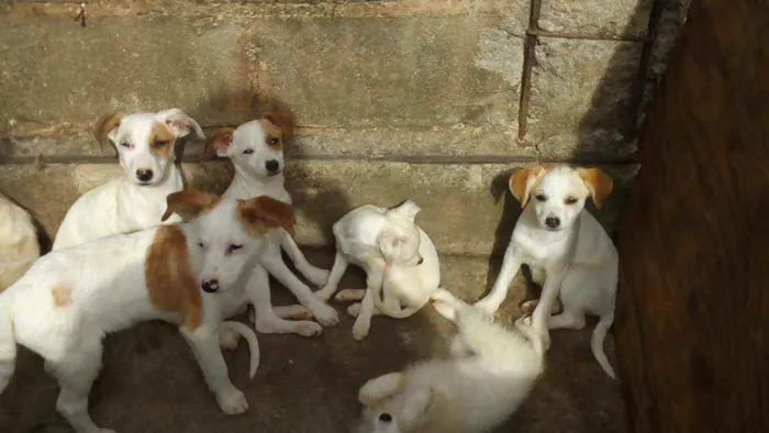 Cachorro ra a SRD idade 2 a 6 meses nome Não tem