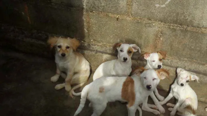 Cachorro ra a SRD idade 2 a 6 meses nome Não tem