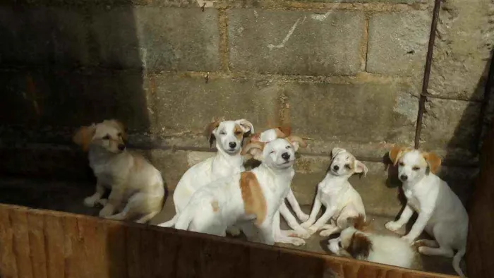Cachorro ra a SRD idade 2 a 6 meses nome Não tem