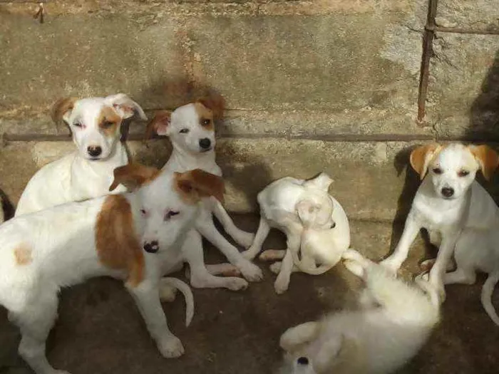 Cachorro ra a SRD idade 2 a 6 meses nome Não tem