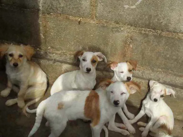 Cachorro ra a SRD idade 2 a 6 meses nome Não tem