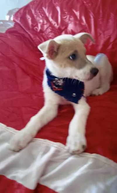 Cachorro ra a SRD idade Abaixo de 2 meses nome Scooby