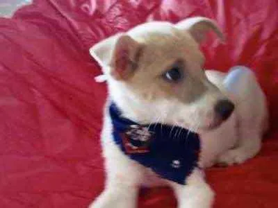 Cachorro ra a SRD idade Abaixo de 2 meses nome Scooby