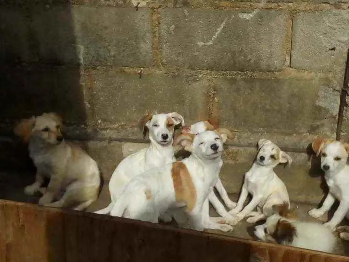 Cachorro ra a SRD idade 2 a 6 meses nome Não tem