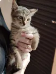 Sara