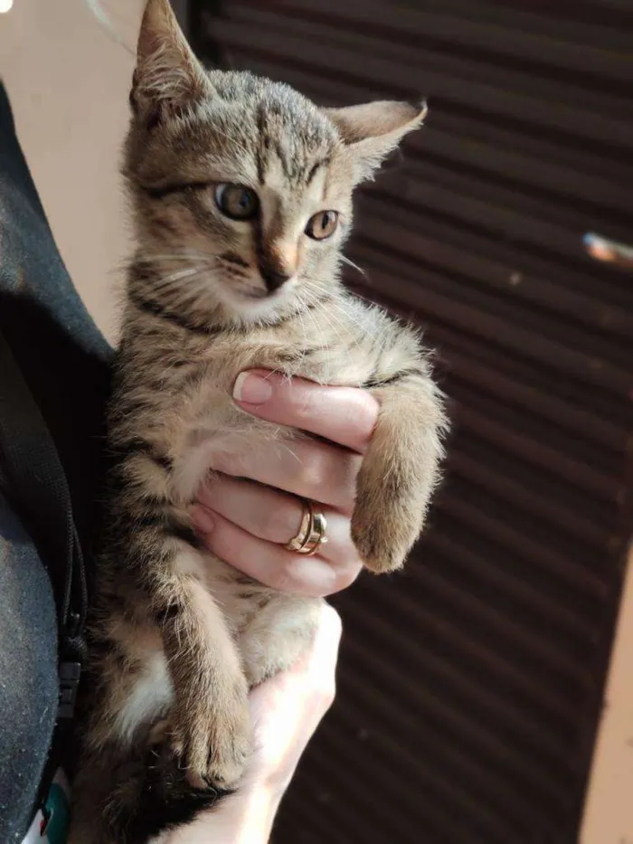 Gato raça  idade 2 a 6 meses nome Sara
