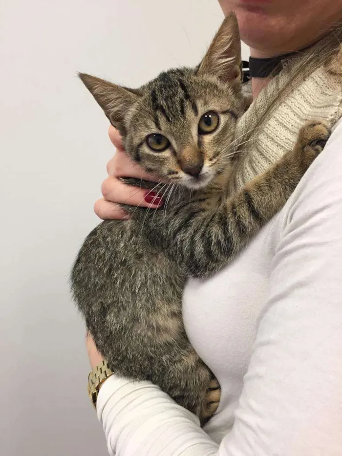 Gato raça  idade 2 a 6 meses nome Sara