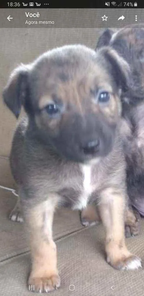 Cachorro ra a SRD idade Abaixo de 2 meses nome Sem nome