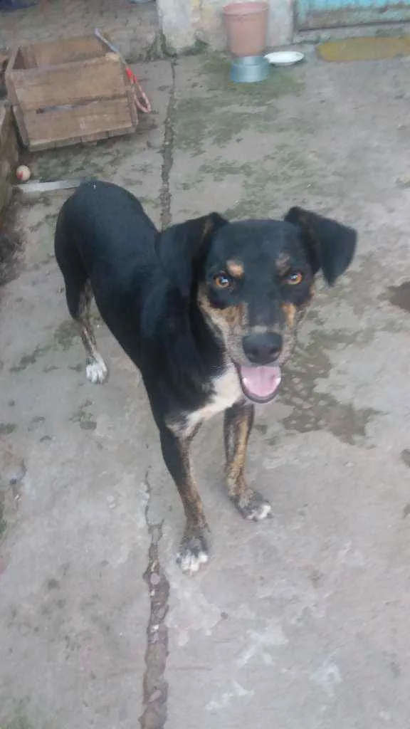 Cachorro ra a Sem raca definida idade 2 anos nome Pequena