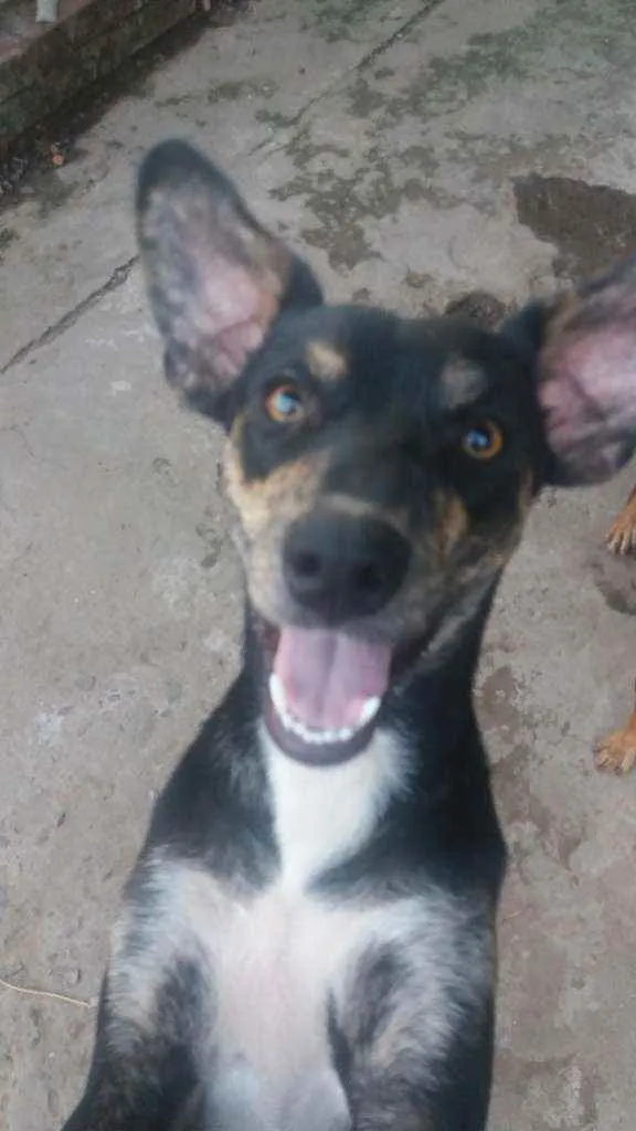 Cachorro ra a Sem raca definida idade 2 anos nome Pequena