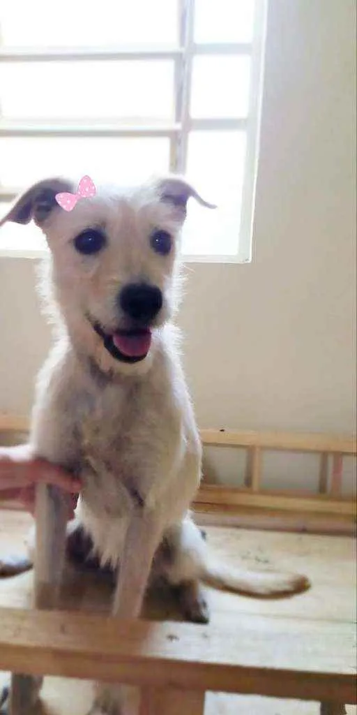 Cachorro ra a SRD idade 1 ano nome Lara