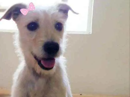 Cachorro ra a SRD idade 1 ano nome Lara