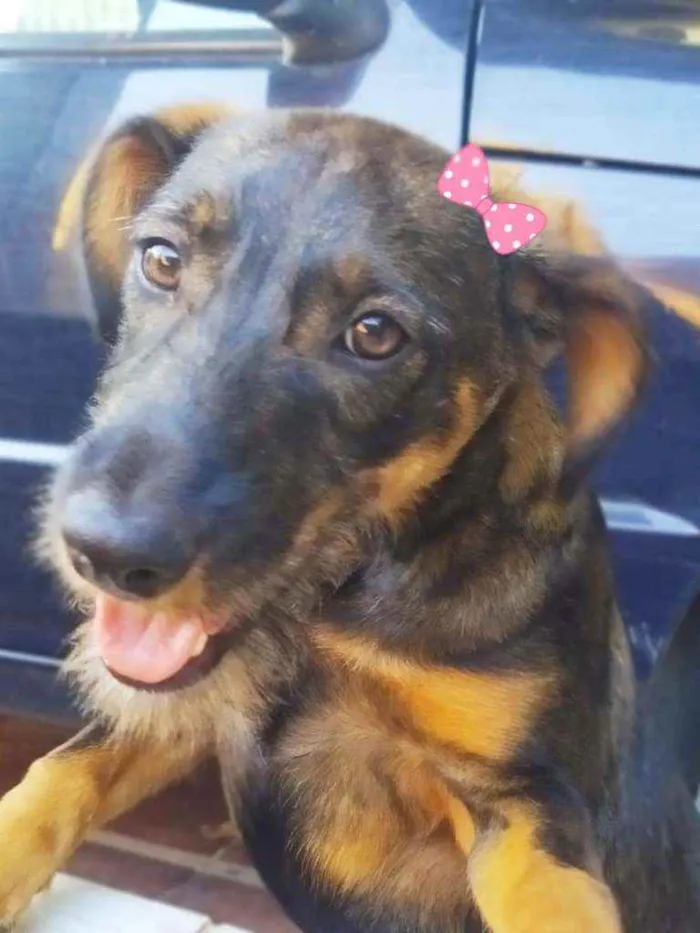 Cachorro ra a SRD idade 7 a 11 meses nome Malu