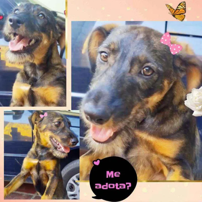 Cachorro ra a SRD idade 7 a 11 meses nome Malu