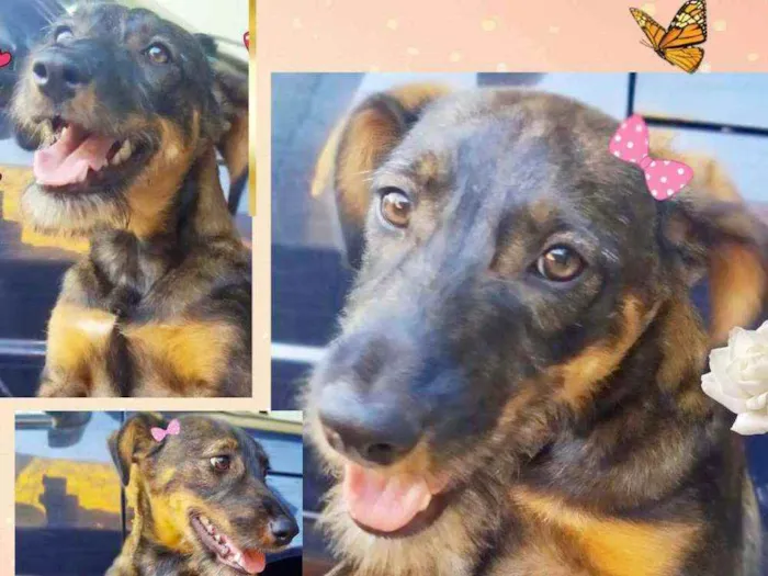Cachorro ra a SRD idade 7 a 11 meses nome Malu