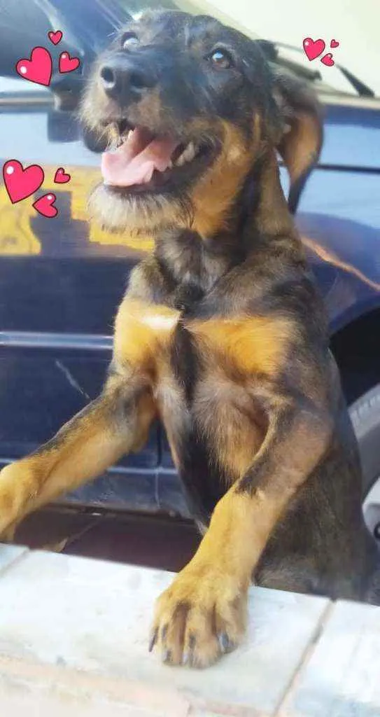 Cachorro ra a SRD idade 7 a 11 meses nome Malu