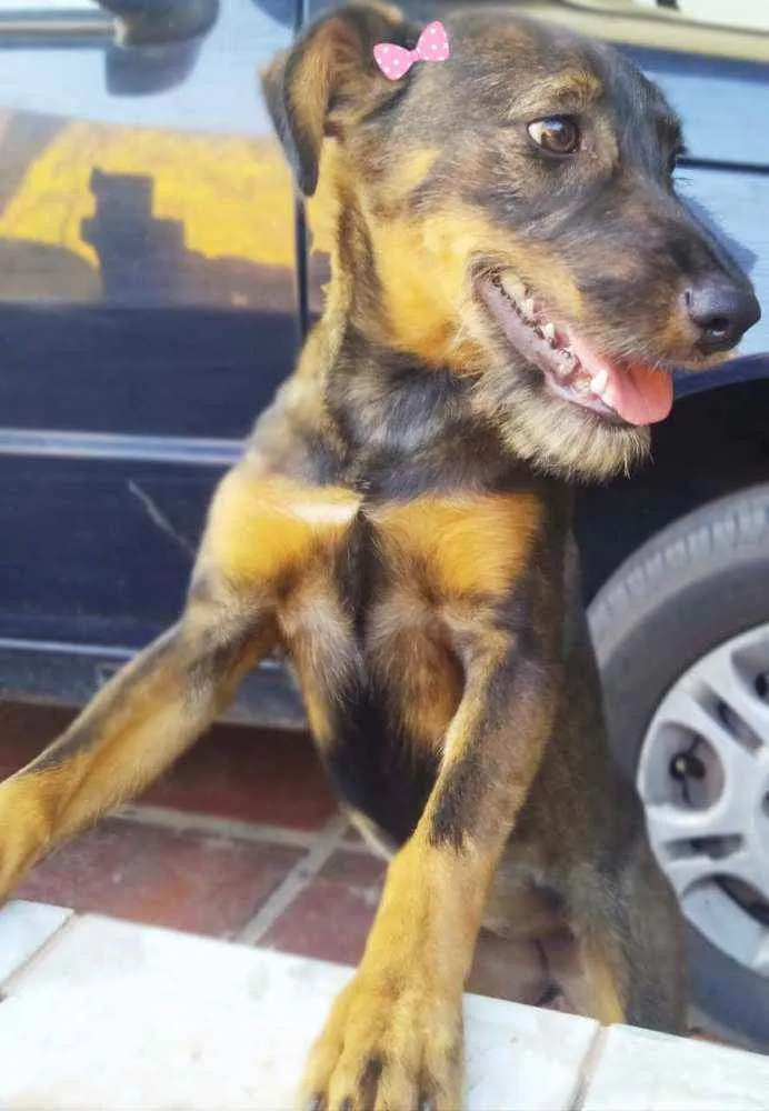 Cachorro ra a SRD idade 7 a 11 meses nome Malu